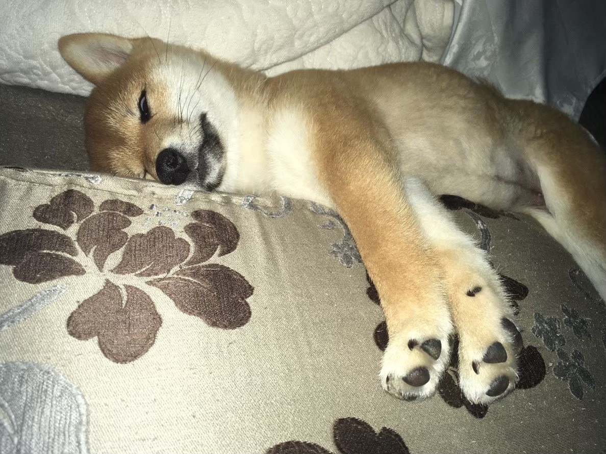 本を開いている様子